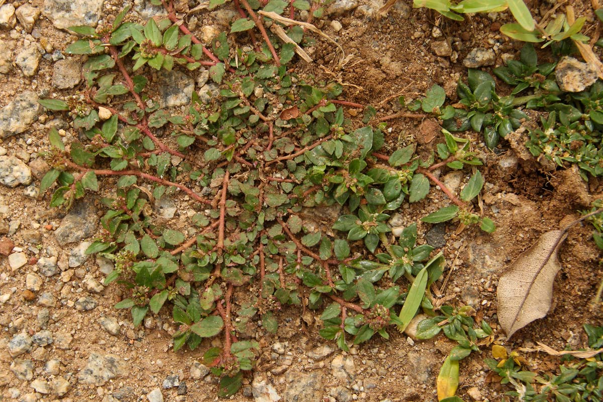 Euphorbia ophthalmica