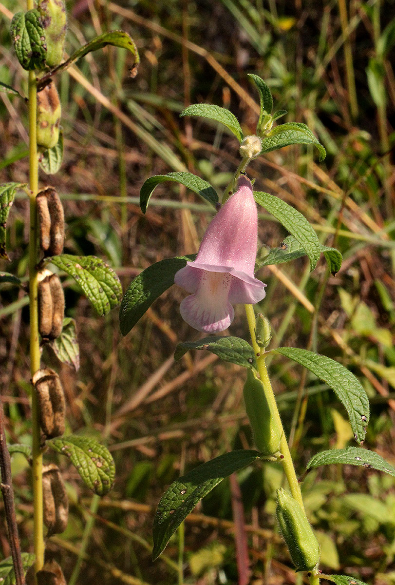 Sesamum radiatum