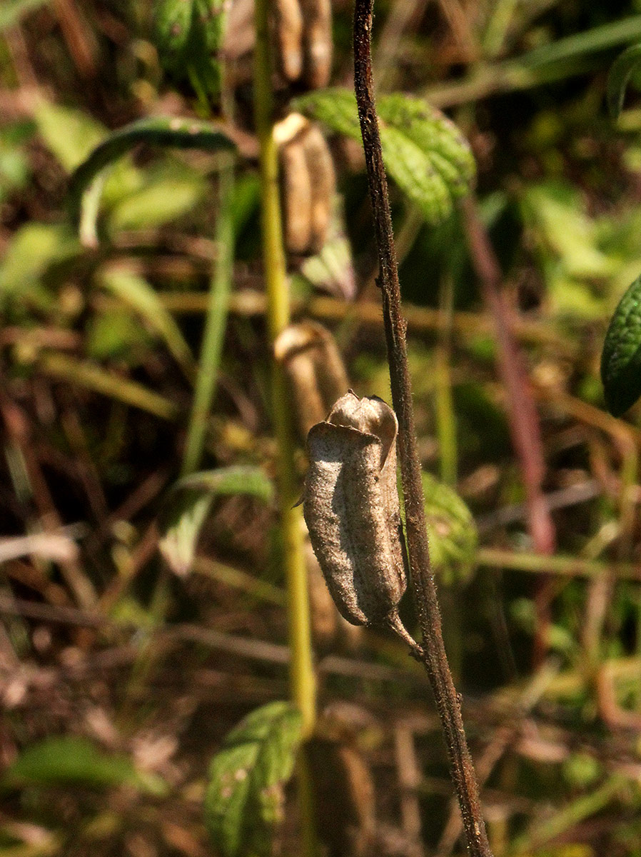 Sesamum radiatum