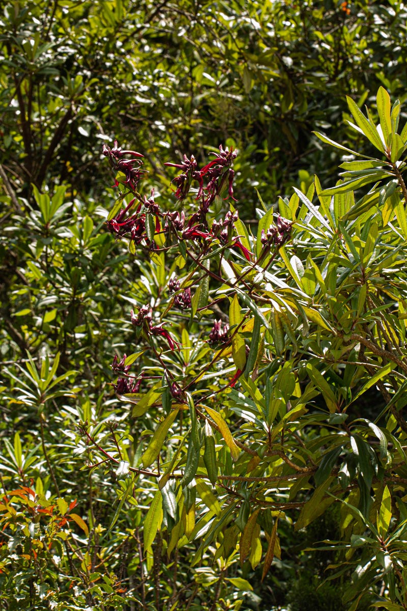 Lobelia petiolata