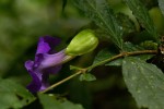 Thunbergia vogeliana