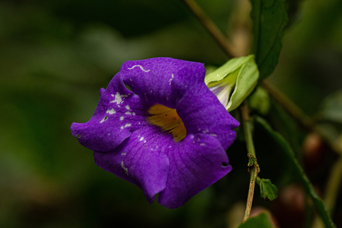 Thunbergia vogeliana