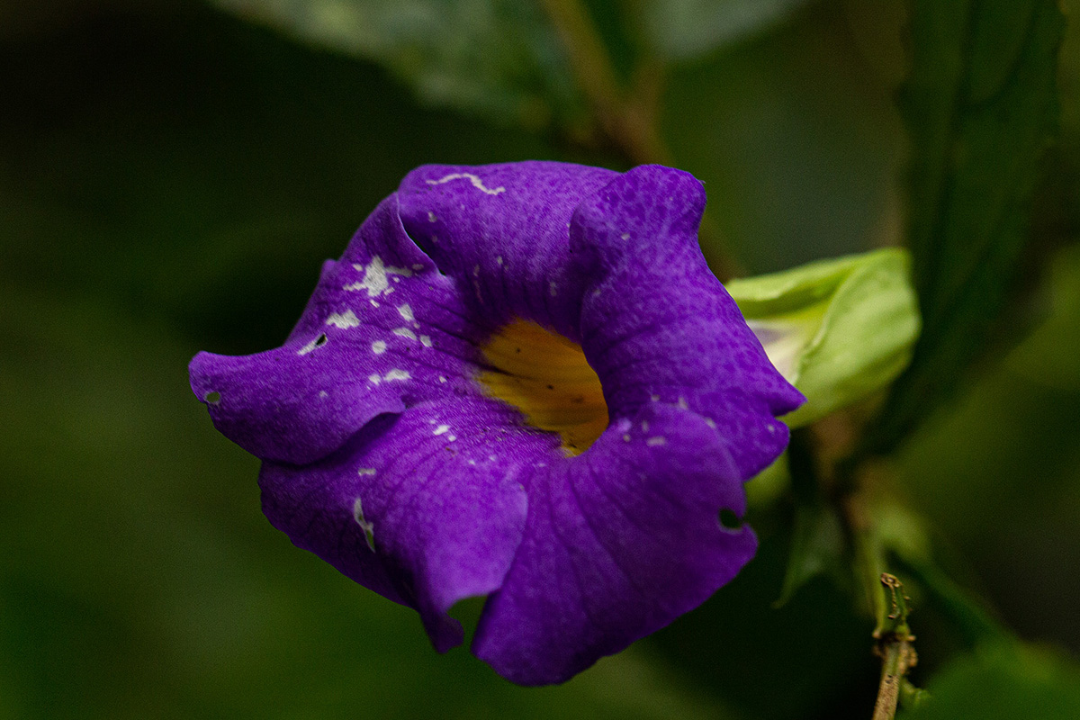 Thunbergia vogeliana