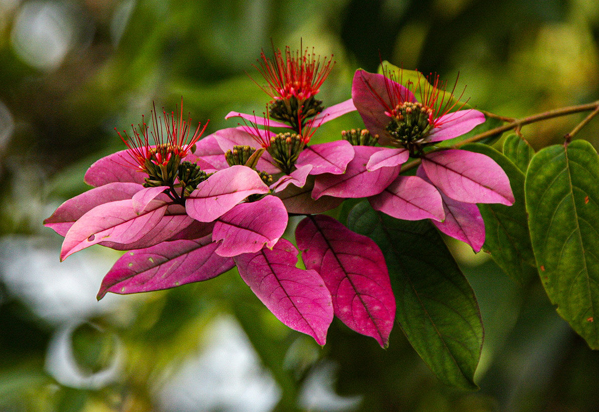 Combretum racemosum