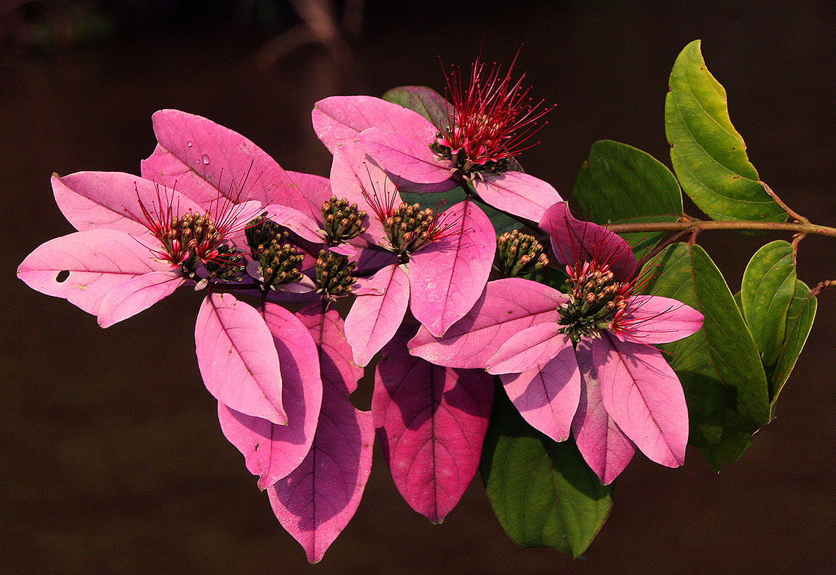 Combretum racemosum