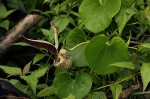 Aristolochia ringens