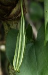 Aristolochia odoratissima L.