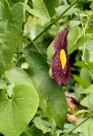 Aristolochia odoratissima L.