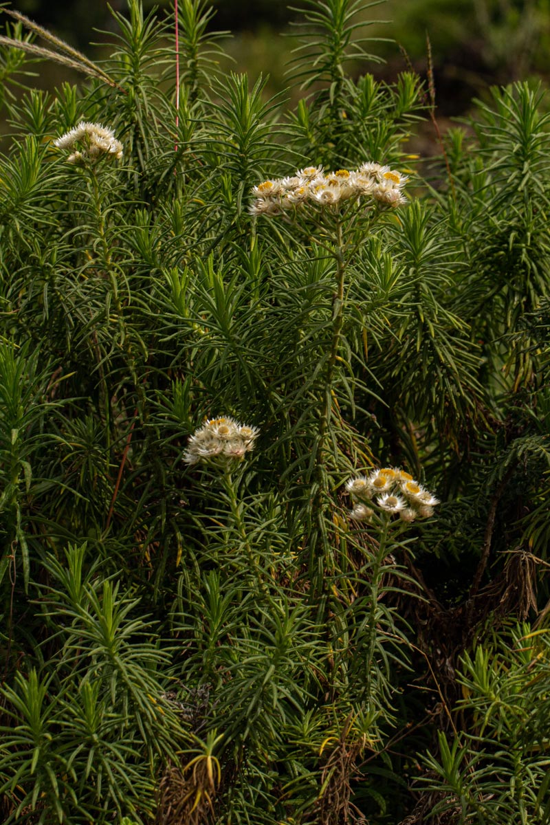 Helichrysum argyranthum