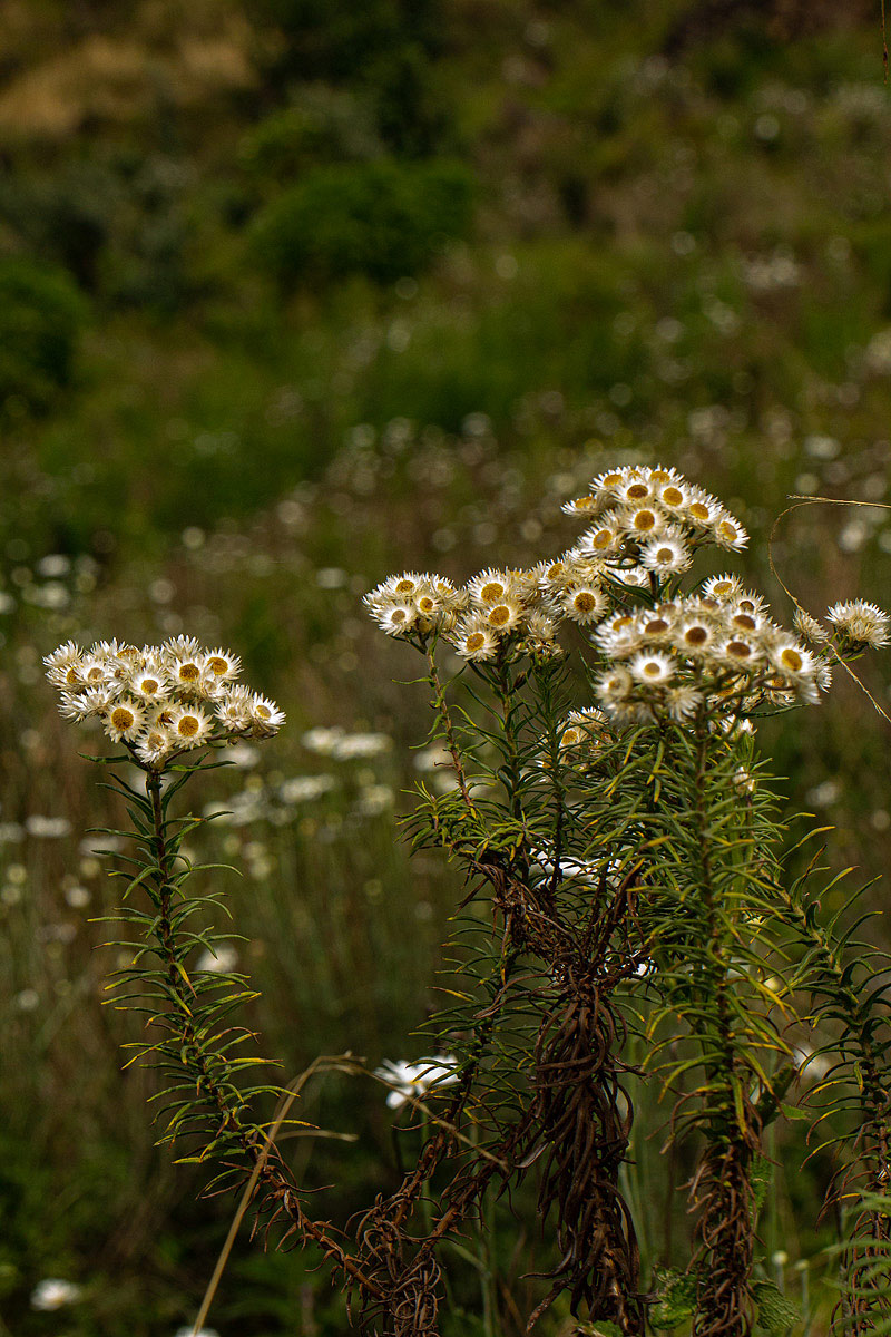 Helichrysum argyranthum