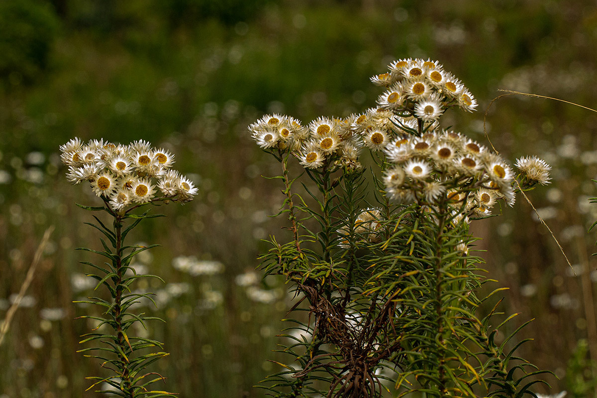 Helichrysum argyranthum