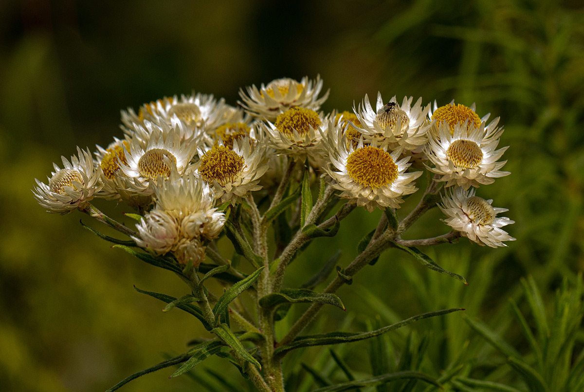 Helichrysum argyranthum