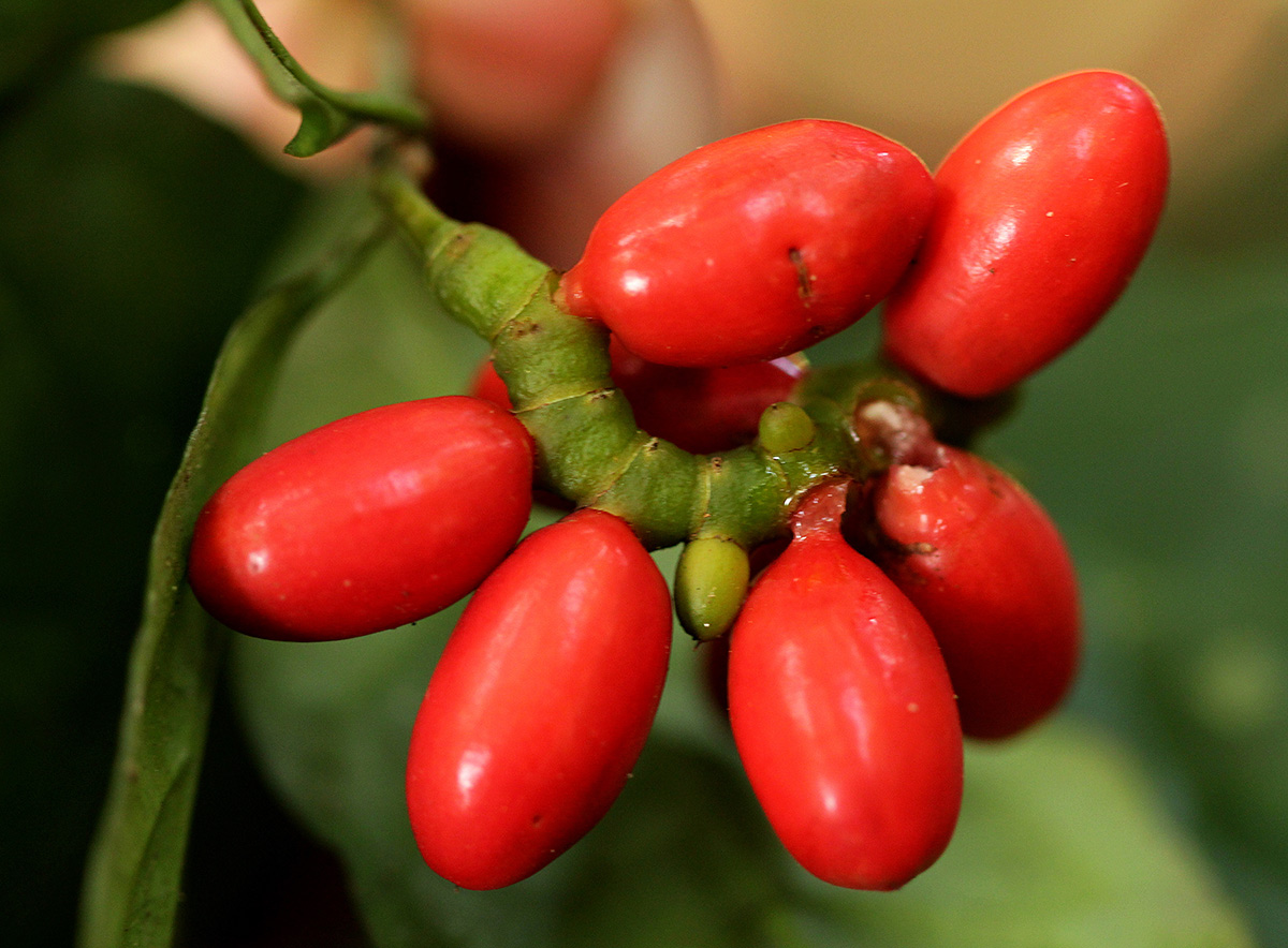 Gnetum africanum