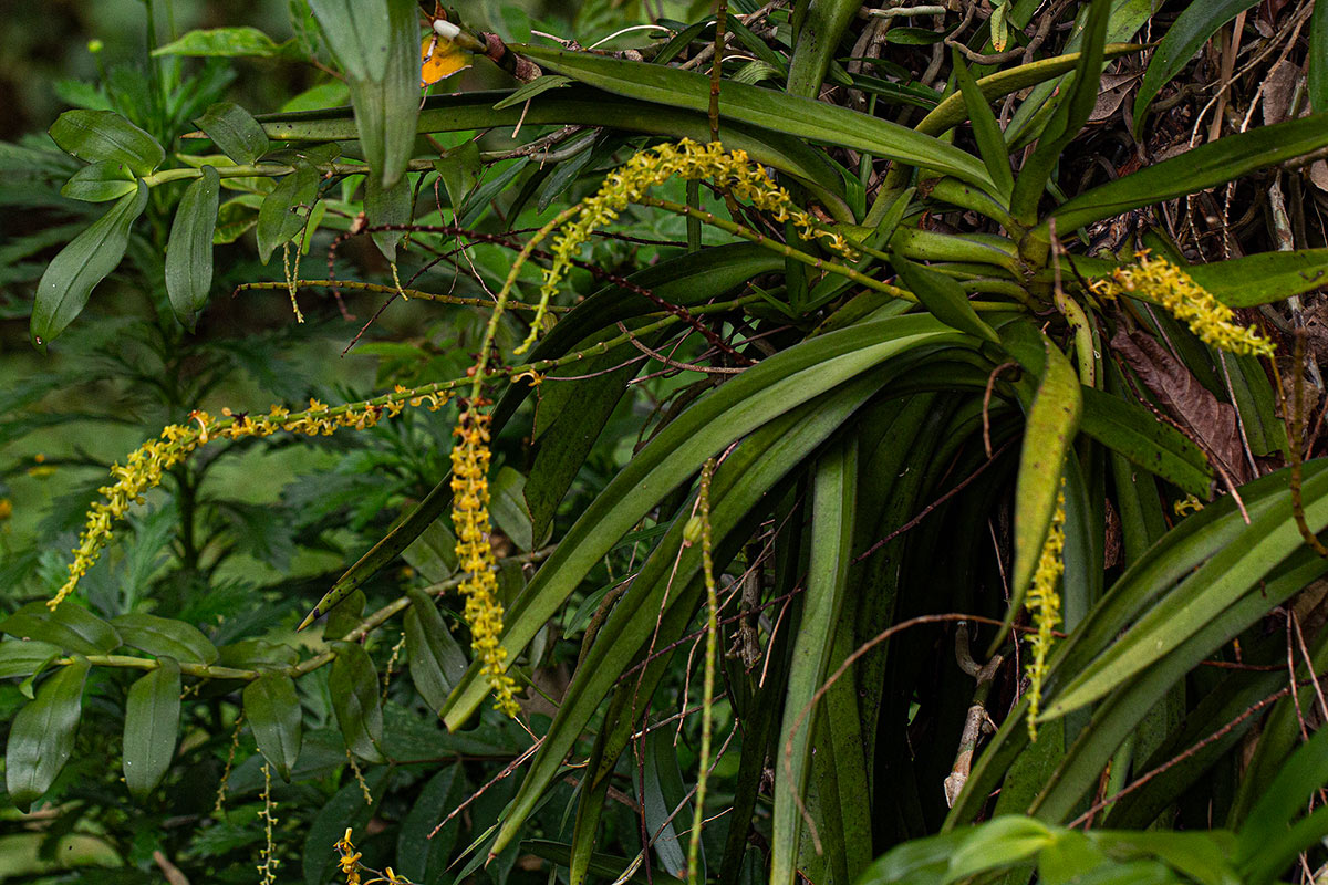 Diaphananthe vesicata